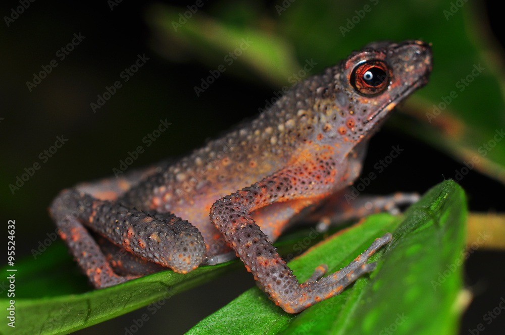 The common mist frog Litoria rheocola is native to the flowing streams The common mist frog Litoria rheocola is native to the flowing streams