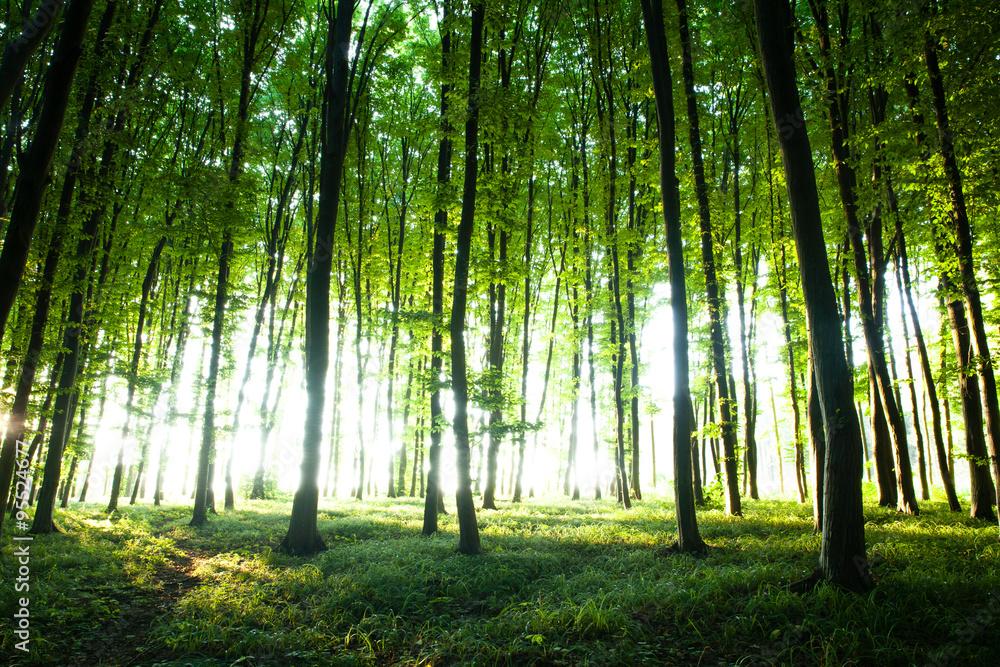 Fototapeta premium sunset in the woods