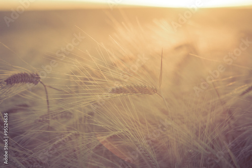 Sunlit Field of Barley / The evening sun highlights the field of ripe and ready to harvest barley.