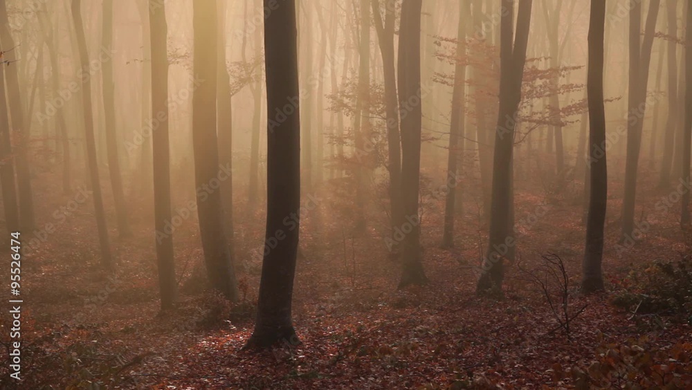 Thick fog in the forest