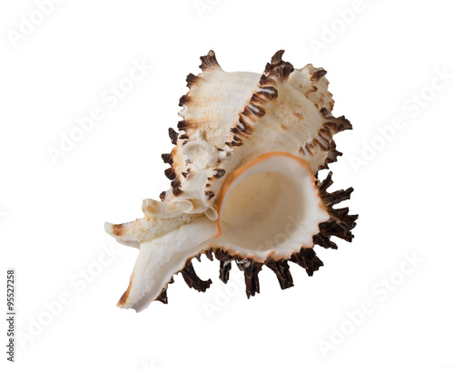 the sea shell