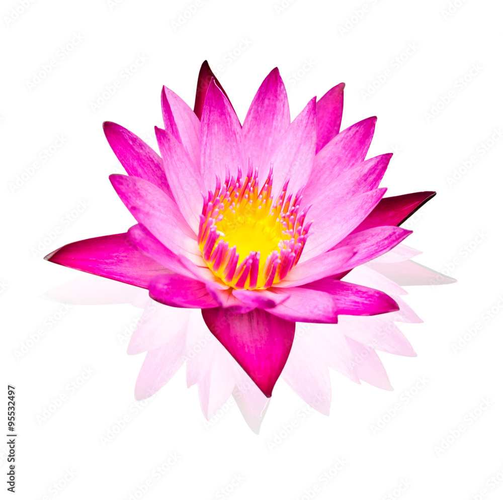 Pink water lily isolated on white background with working path Pink water lily isolated on white background with working path