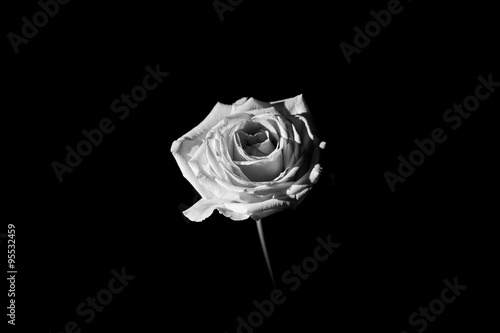 Black and white rose