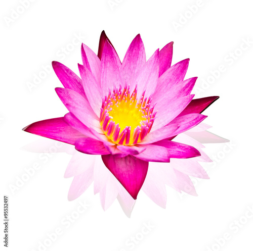 Pink water lily isolated  on white background with working path