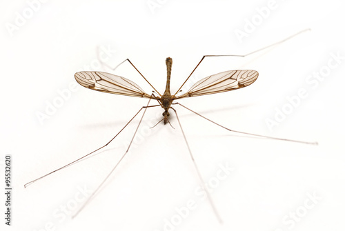 Isolated Mosquito on White