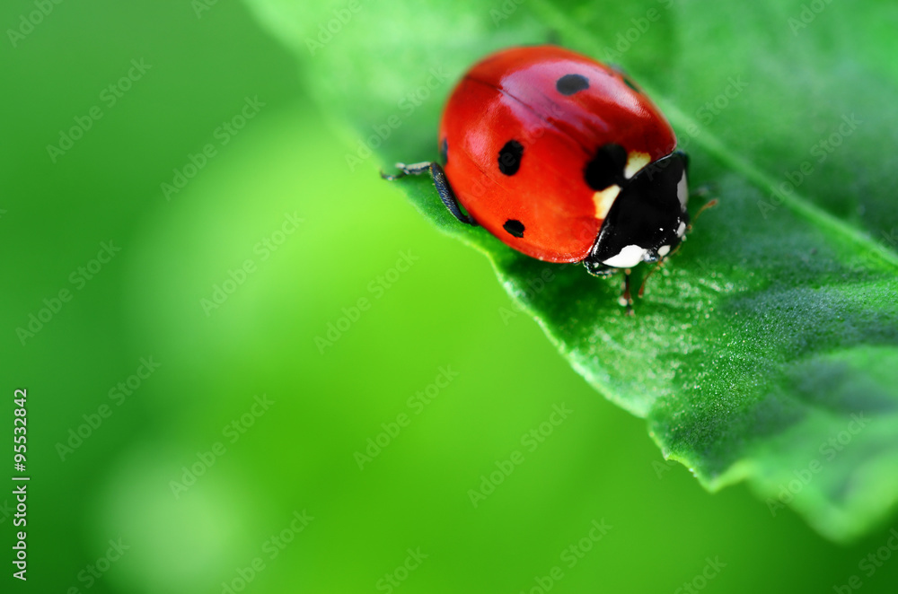 Fototapeta premium Biedronka na zielonym liściu