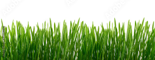 Green Grass with water drops Isolated on White Background