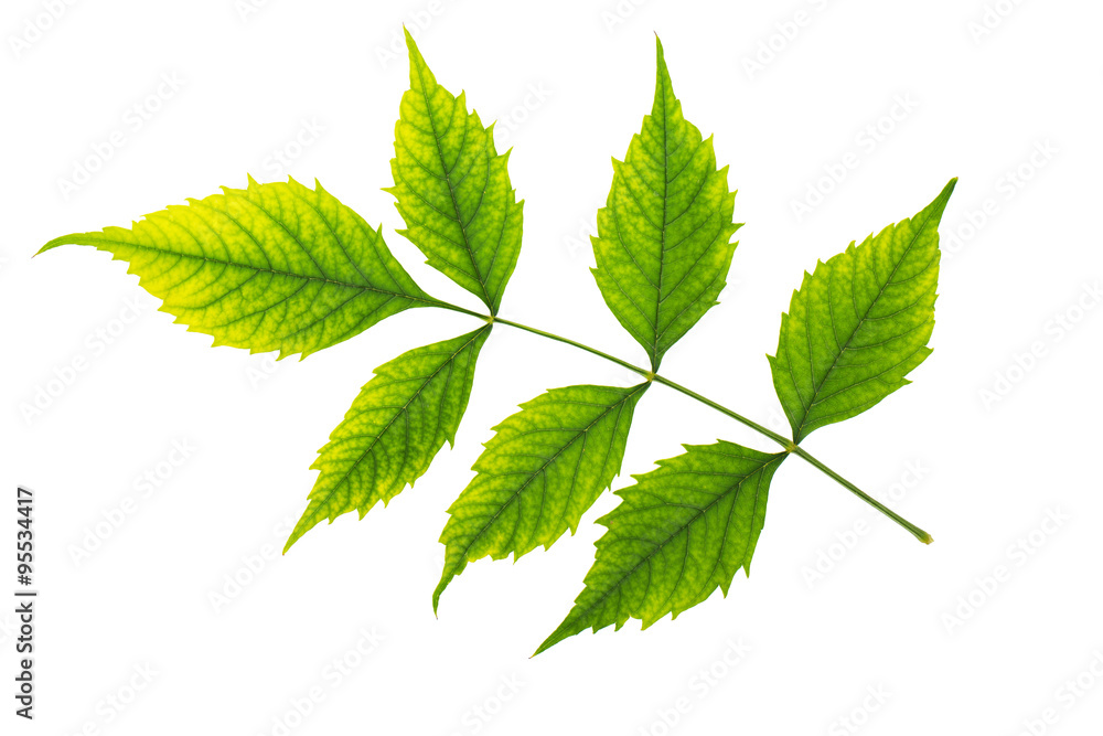 Green fresh leaves texture isolated on white background Green fresh leaves texture isolated on white background