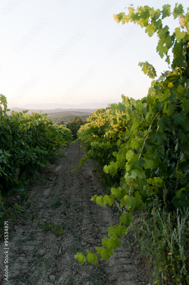 Roads of green Vineyards in Vinci ,italy Roads of green Vineyards in Vinci ,italy