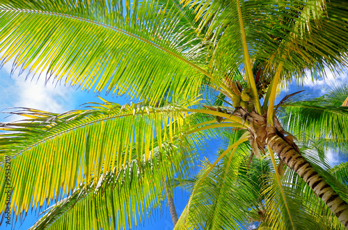 Coconut palm trees in the blue sky with fluffy clouds perspectiv