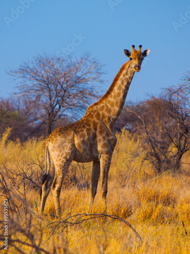 Standing giraffe in savanna