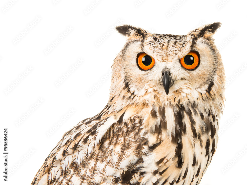 Naklejka premium Eagle owl facing the camera isolated on a white background