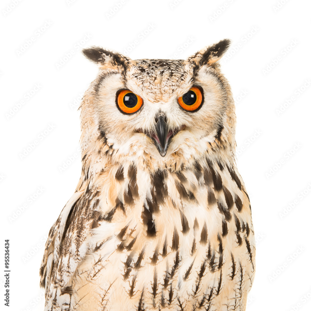 Eagle owl portrait facing the camera isolated on a white background Eagle owl portrait facing the camera isolated on a white background