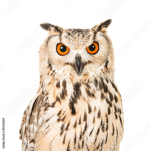 Eagle owl portrait facing the camera isolated on a white background