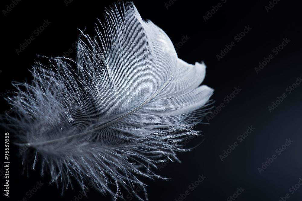 Naklejka premium white swan feather isolated on black background
