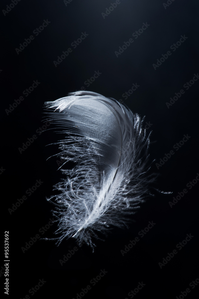 Fototapeta premium white swan feather isolated on black background