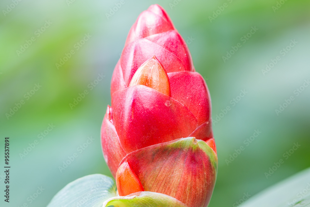 Crape ginger flower (Costus speciosus Smith) Crape ginger flower (Costus speciosus Smith)