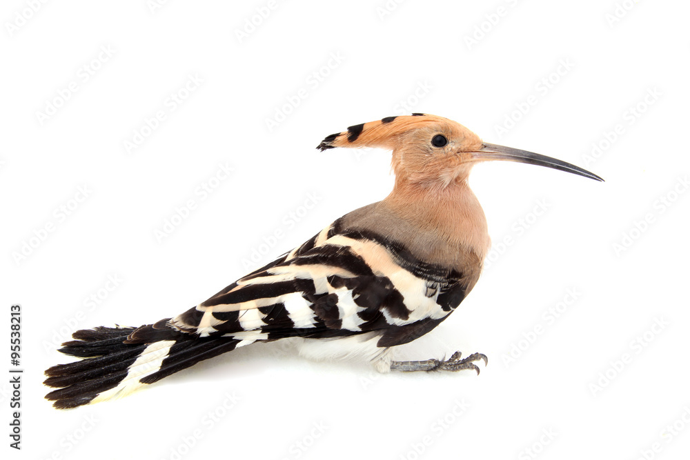 The hoopoe, close-up, white background The hoopoe, close-up, white background