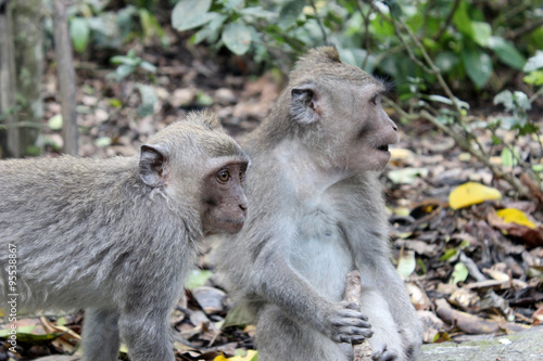 Singes macaques, Bali,Indonésie