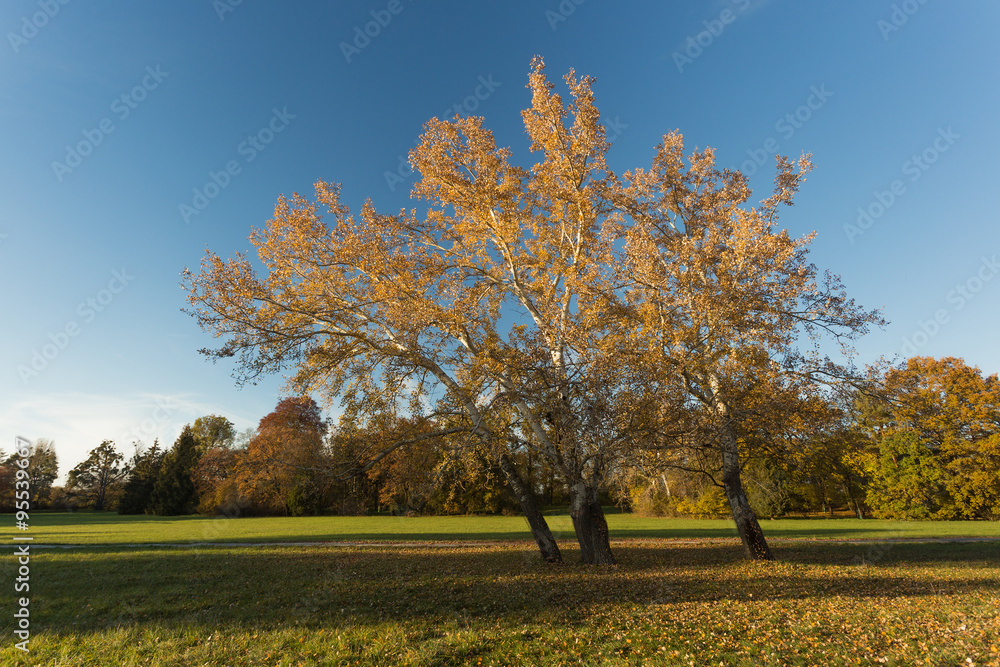 Birch trees in autumn landscape Birch trees in autumn landscape