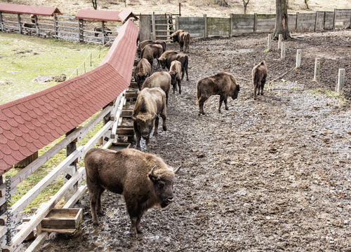 Group of European bison in the fenced paddock, animal scene © vrabelpeter1