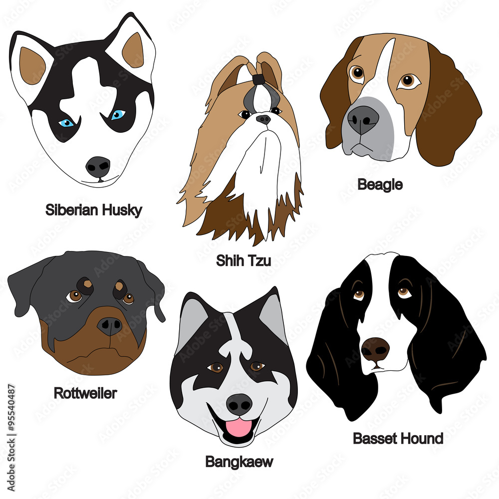 Dog Face Set : Siberian Husky, Shih Tzu, Beagle, Rottweiler, Bangkaew, Basset Hound Vector Illustration