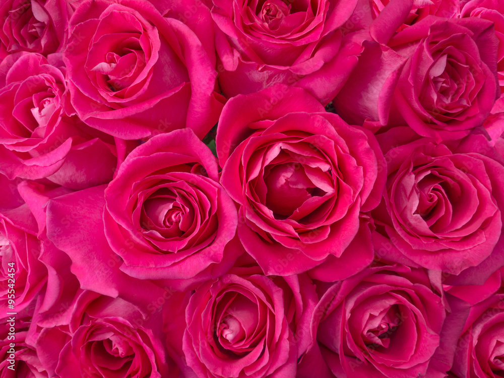 Deep pink roses bouquet background Deep pink roses bouquet background