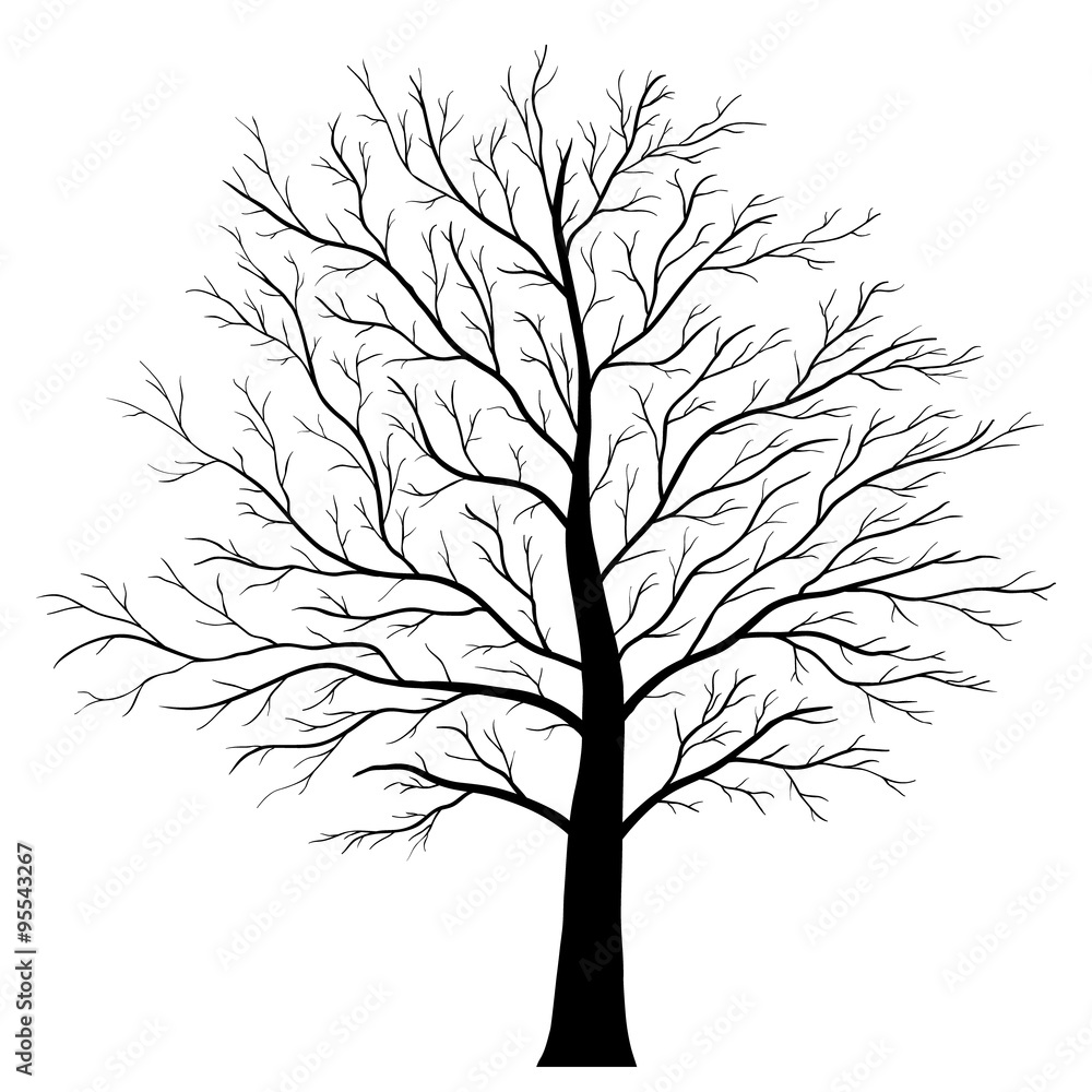 tree isolated tree isolated