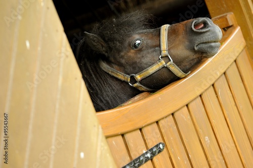 the brown horse in the yard is looking towards the lens