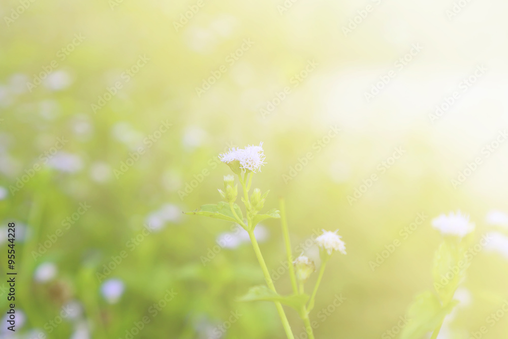 Flower background, morning tone