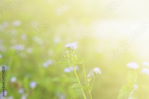 Flower background, morning tone