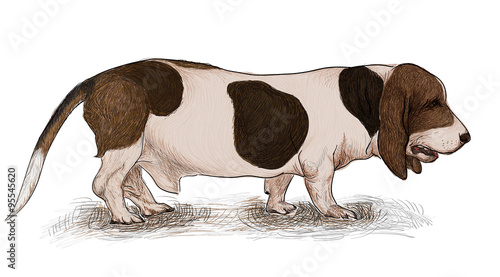 basset hound