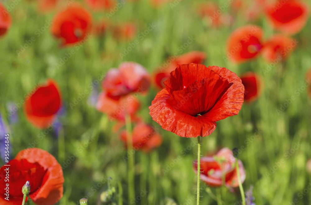 Obraz premium Poppy in a field