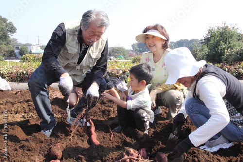 芋掘り　秋の味覚　少年