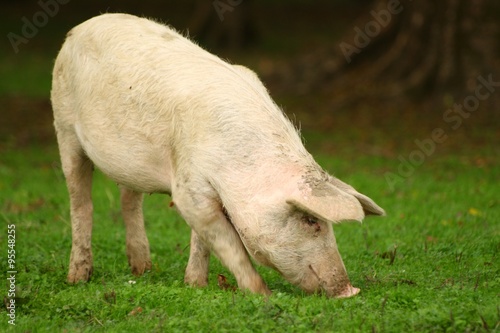 Pig on green meadow