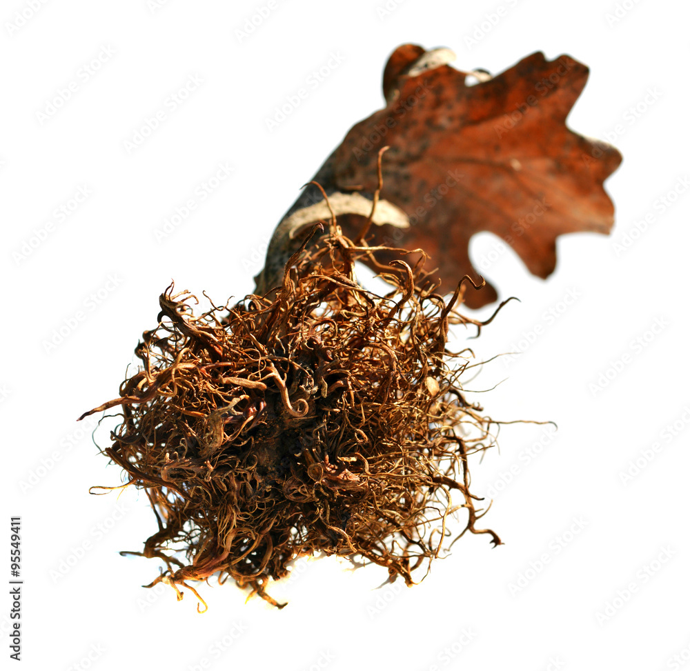 Obraz premium Oak gall