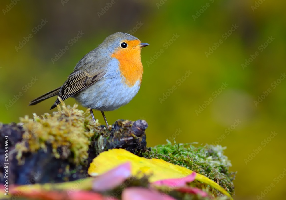 European robin (Erithacus rubecula) on the moss European robin (Erithacus rubecula) on the moss