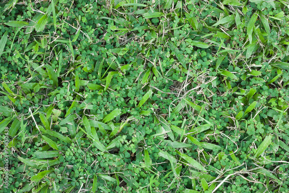Green grass surface Green grass surface