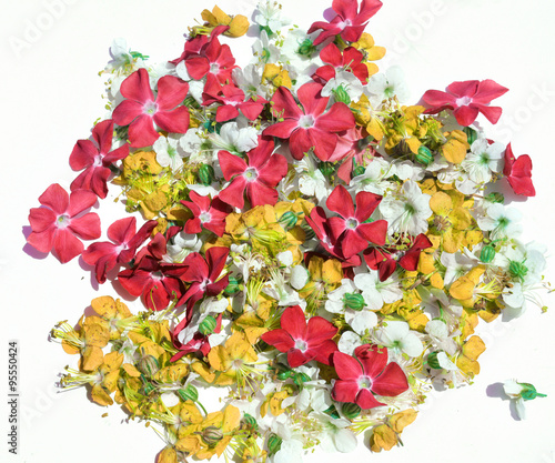 Fototapeta Naklejka Na Ścianę i Meble -  Flowers
