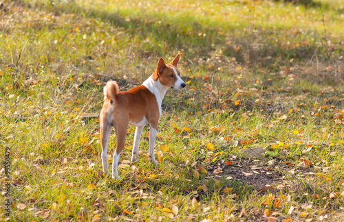 Cute Basenji dog in an autumnal park waiting for the master