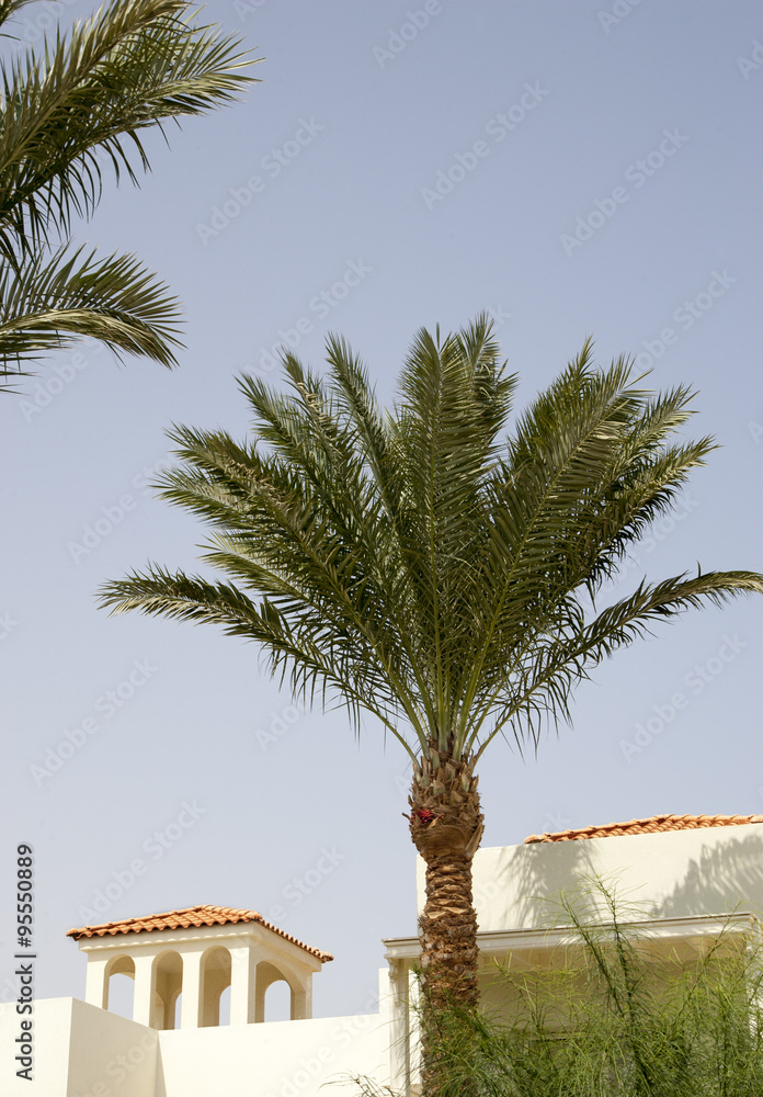   Medieval house in the Romanesque style, surrounded by palm trees