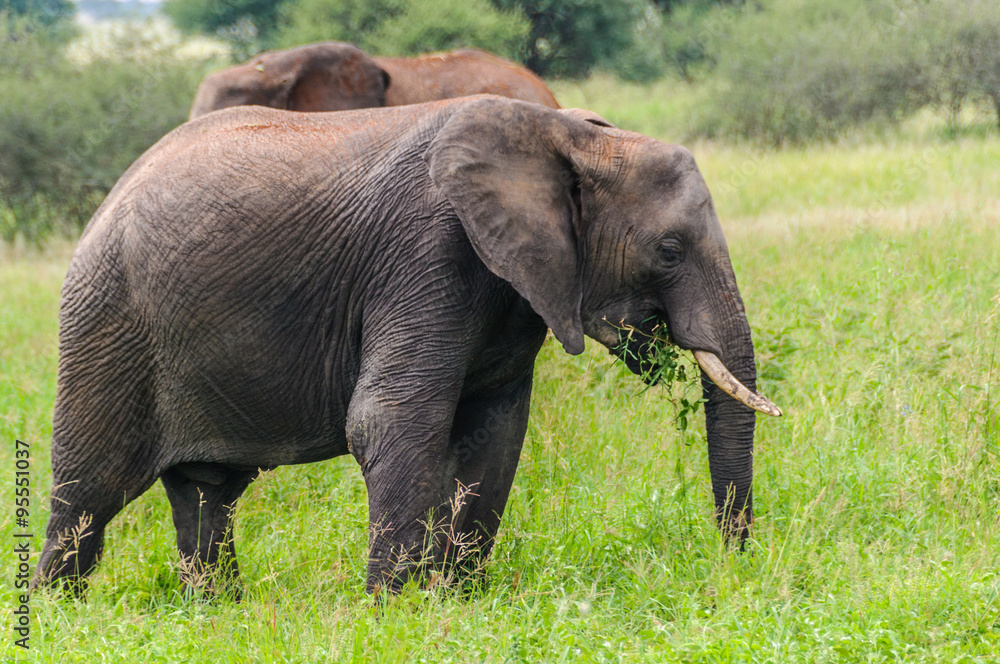 Eating elephant in Tarangire Park, Tanzania