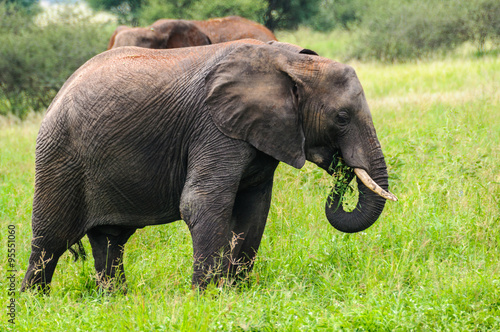 Eating elephant in Tarangire Park  Tanzania