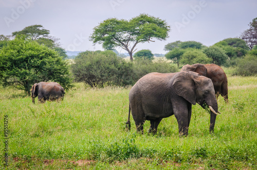 Elephant family in Tarangire Park, Tanzania © kovgabor79