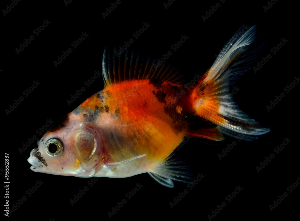 goldfish on black background