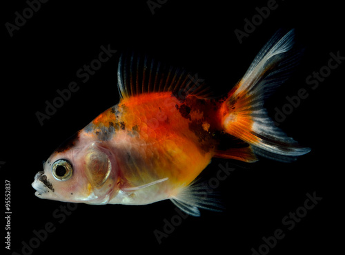 goldfish on black background © sommai
