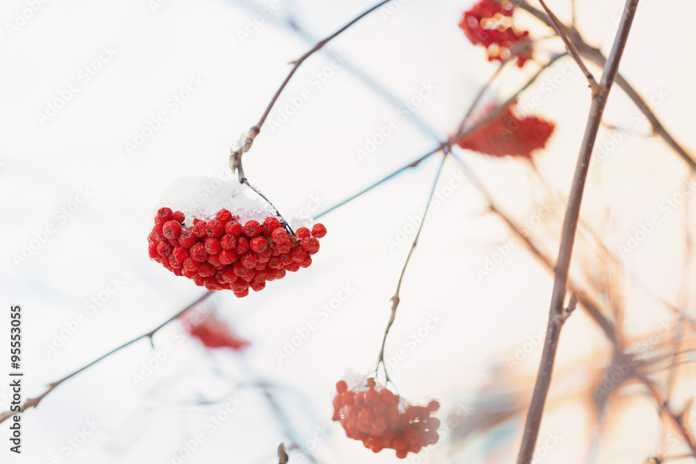Frozen rowanberry under the snow