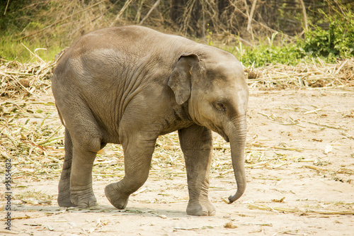 Baby Asian elephant