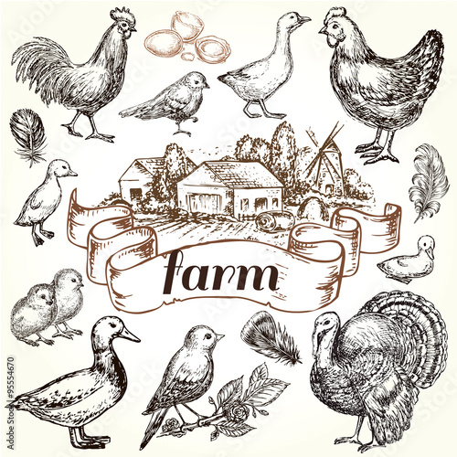 hand drawn set farm birds collection