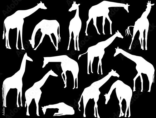 Photography thirteen giraffes collection isolated on black